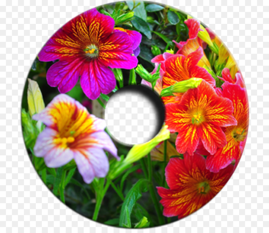 Pansy，Salpiglossis Sinuata PNG