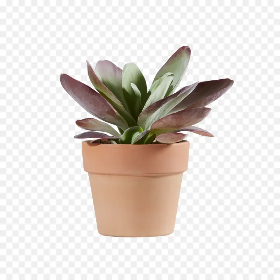 Planta De Casa，Flowerpot PNG