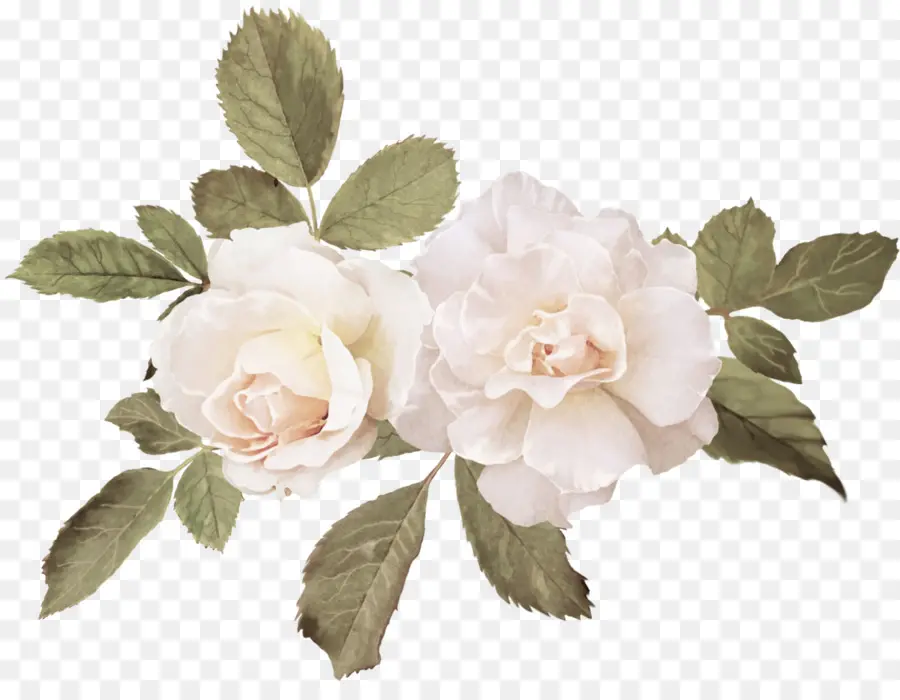 Rosas Brancas，Ramalhete PNG