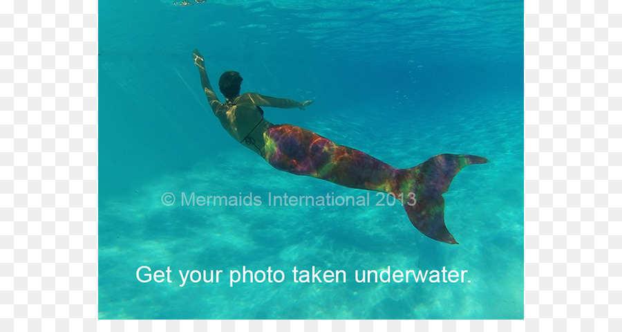 Snorkeling，Mamíferos Marinhos PNG