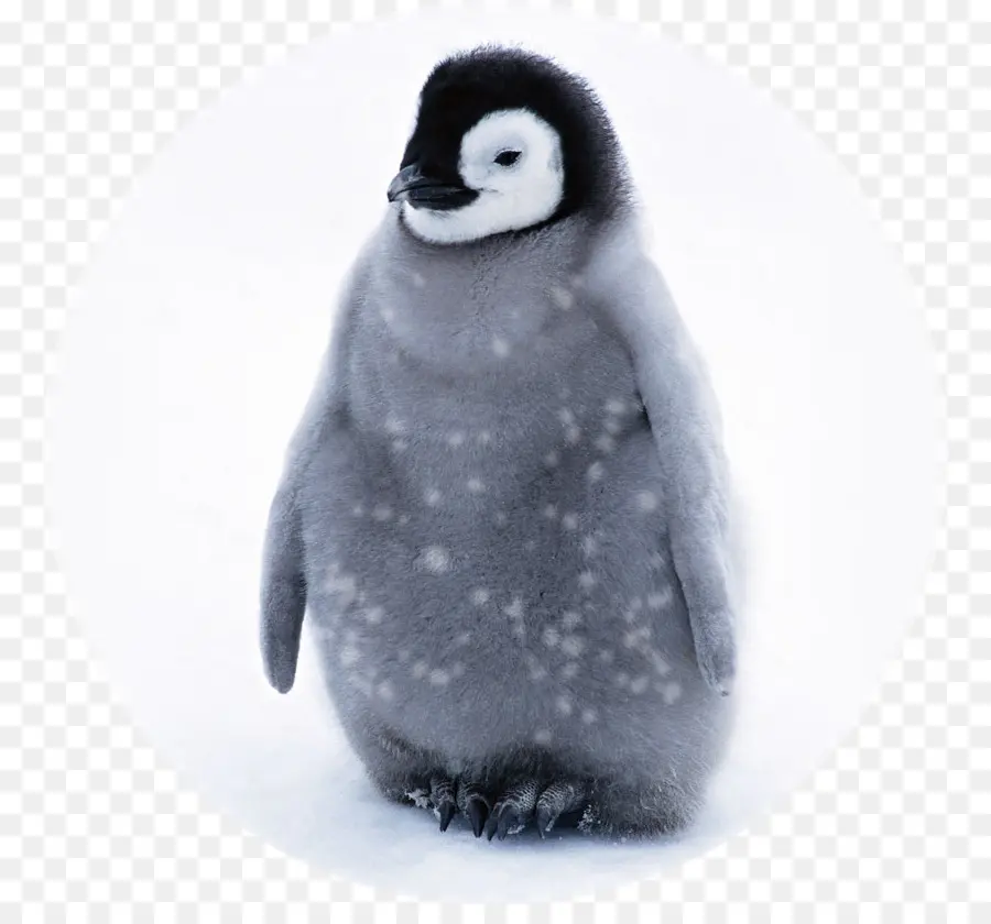 Penguin，Bebê Pinguins PNG