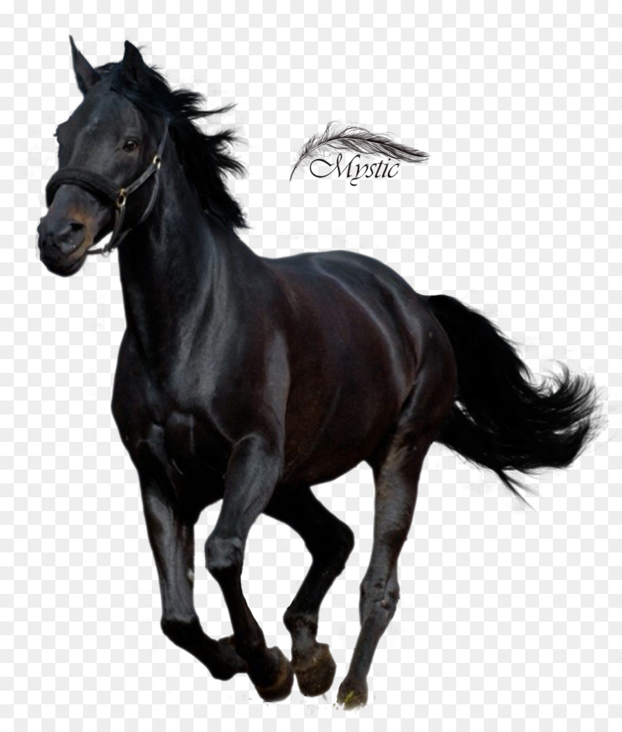 Cavalo branco, cavalo da Mongólia cavalo árabe cavalo Ferghana cavalo  Akhal-Teke, cavalo branco pulando, cavalo, animais, preto branco png