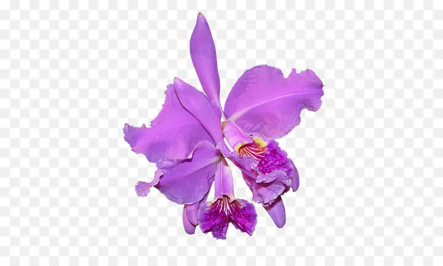 Vermelho Cattleya，Traça Orquídeas PNG