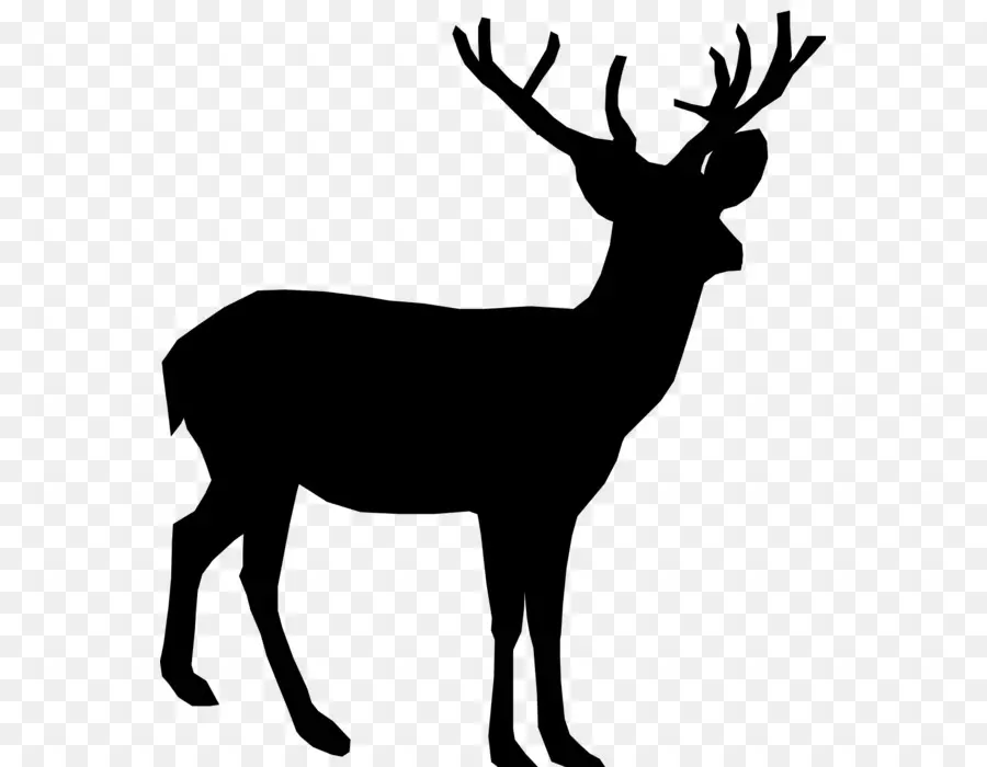 Deer，Whitetailed Veado PNG