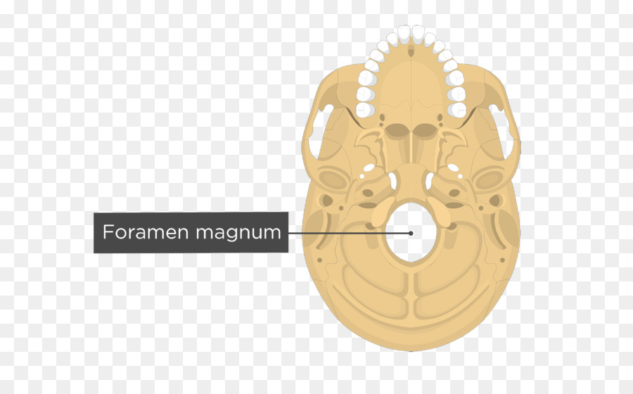 O Osso Occipital，Osso Temporal PNG