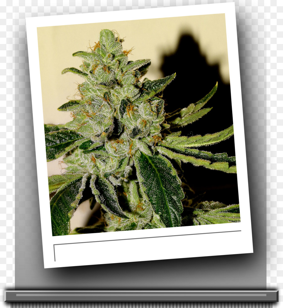 Cannabis，Skunk PNG