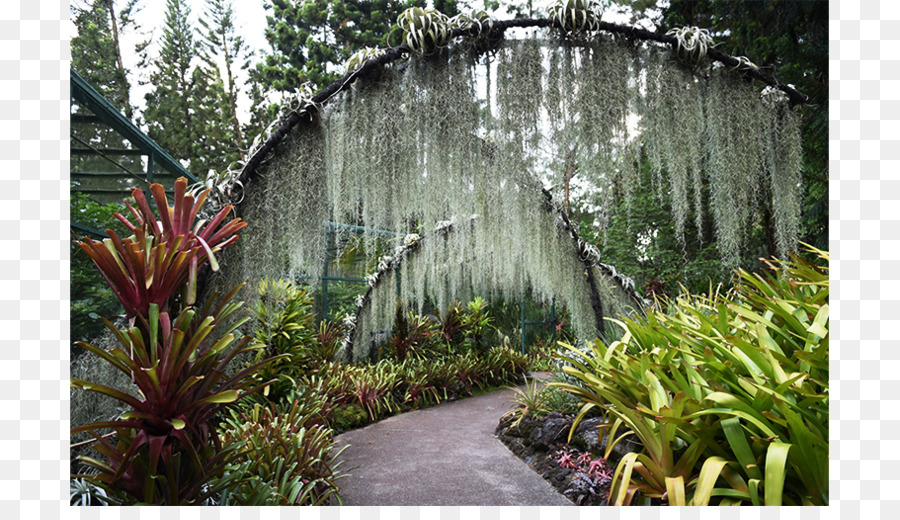 Jardim Botânico，Característica Da água PNG