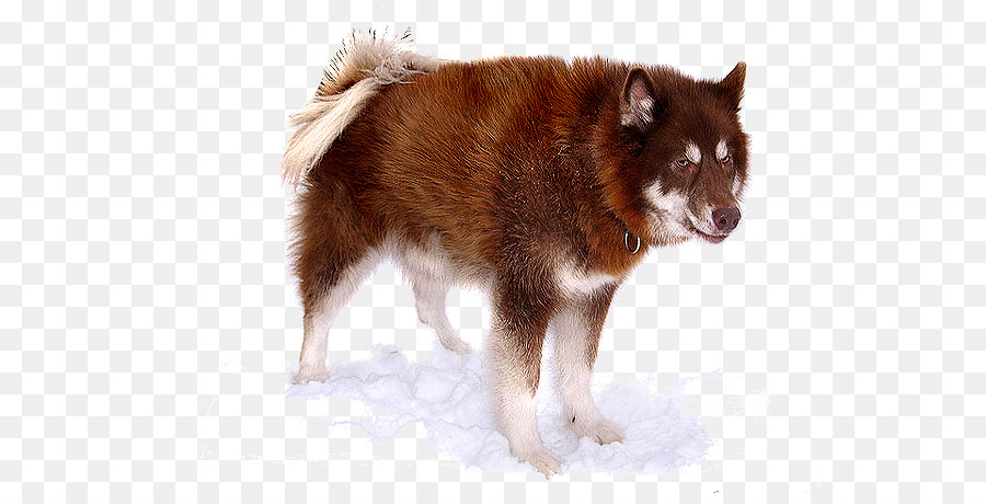 O Canadense Cão Esquimó，American Eskimo Cão PNG