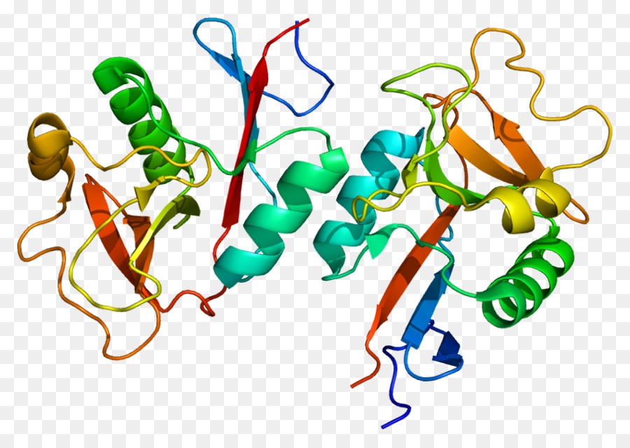 Clec4m，Proteína De Membrana PNG