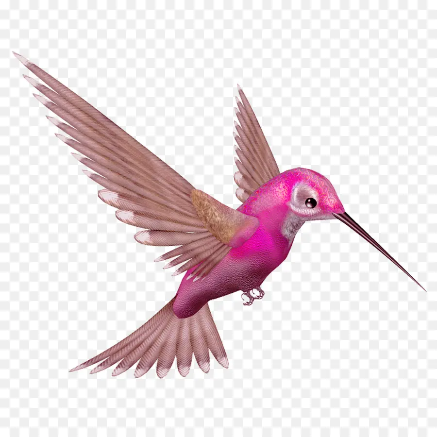 Colibri，Pássaro PNG