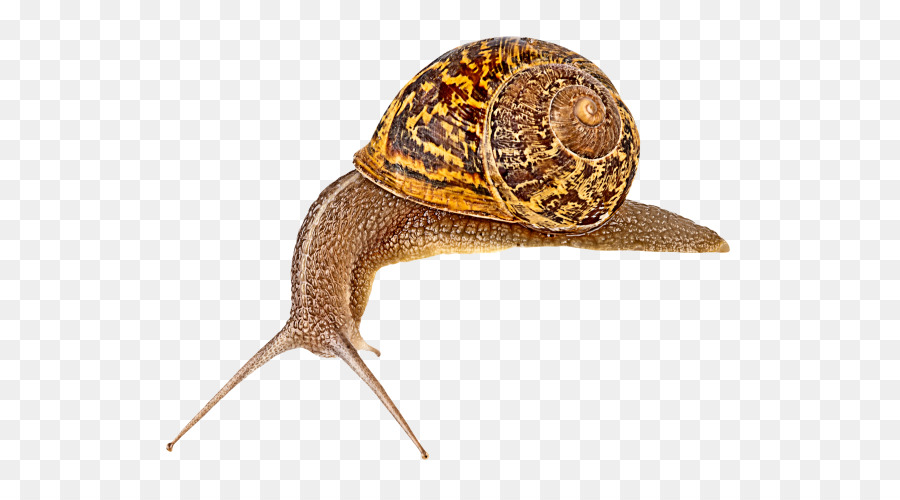 Caracol，Slug PNG