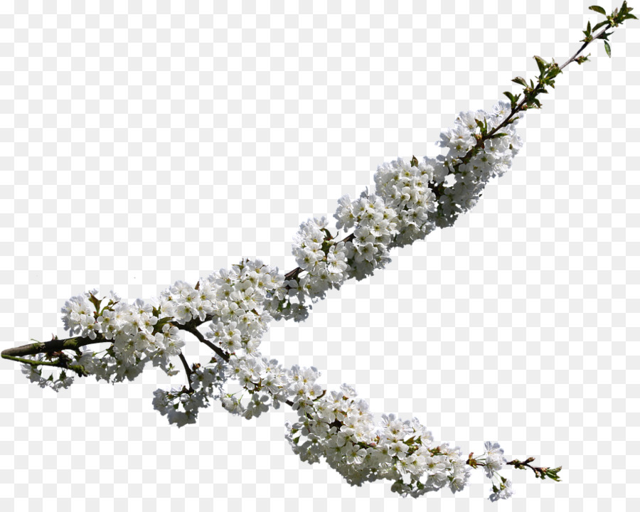 Flor Branca，Florescer PNG