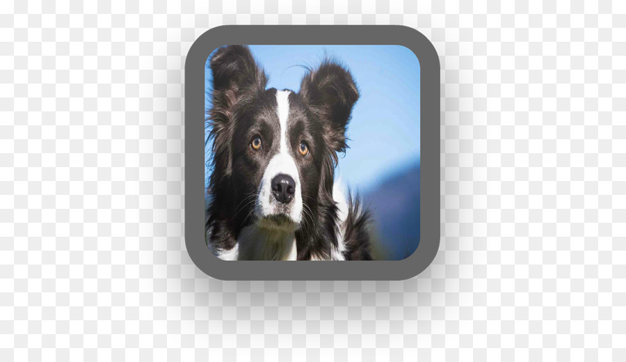 Border Collie，Rough Collie PNG