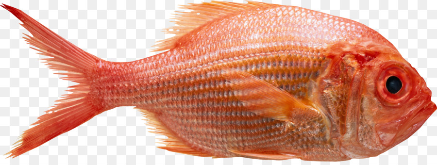 Peixe，Aquático PNG