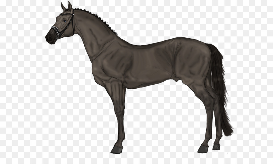 Cavalo，Tapete PNG