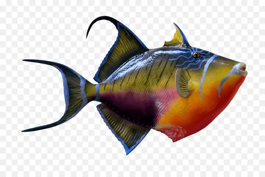 Peixe Peixes Tropicais，Peixe PNG