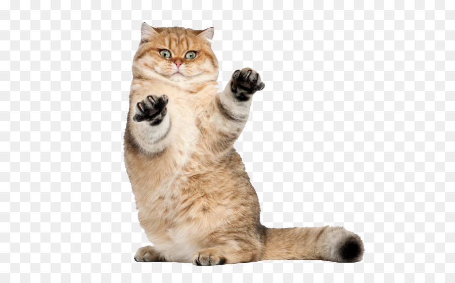 Gato Laranja，Felino PNG