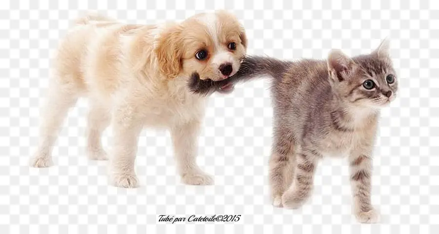 Cachorro E Gatinho，Filhote De Cachorro PNG