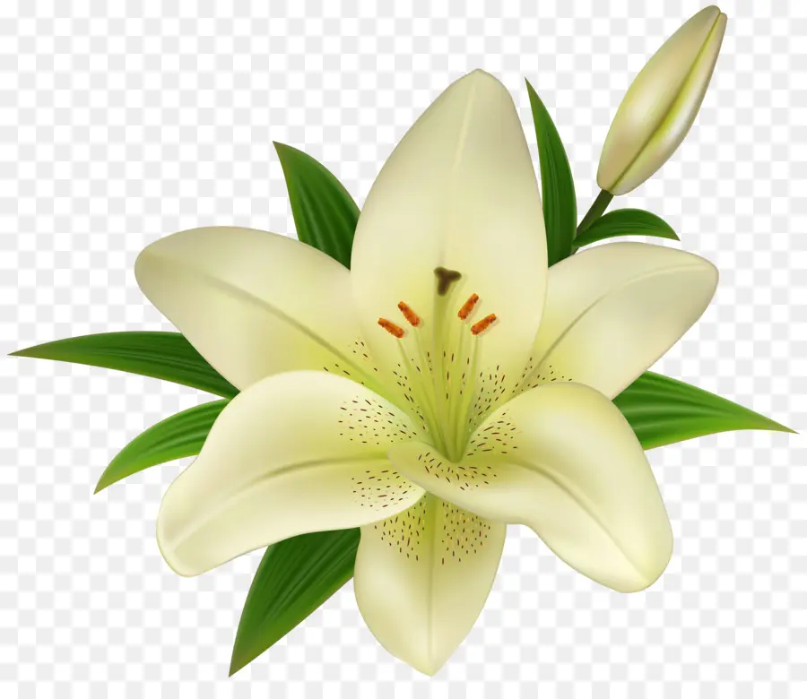 Madonna Lily，Lírio De Páscoa PNG