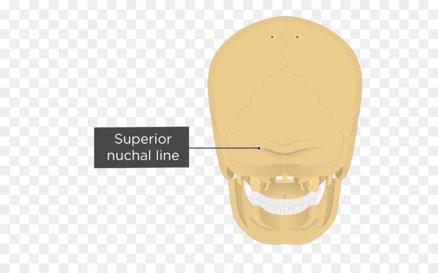 Nucal Linhas，O Osso Occipital PNG
