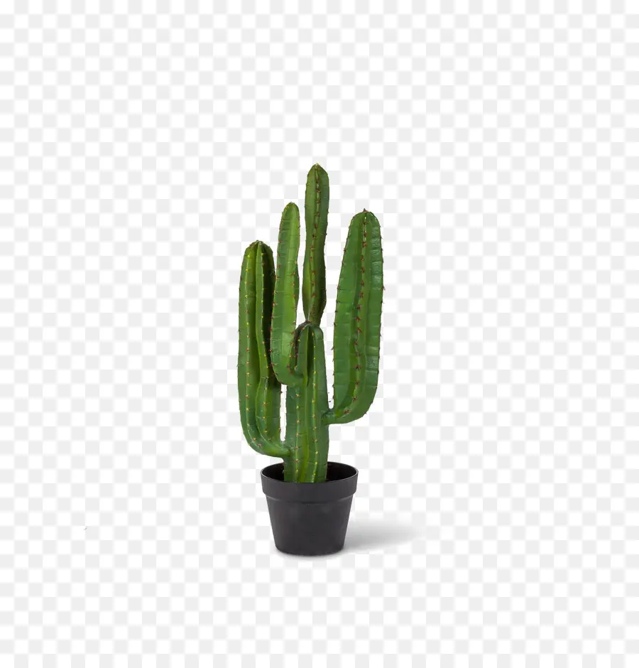 Cacto，Suculenta PNG