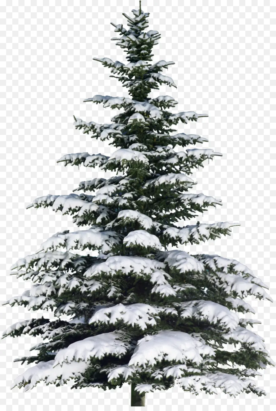 Enfeitar，árvore De Natal PNG