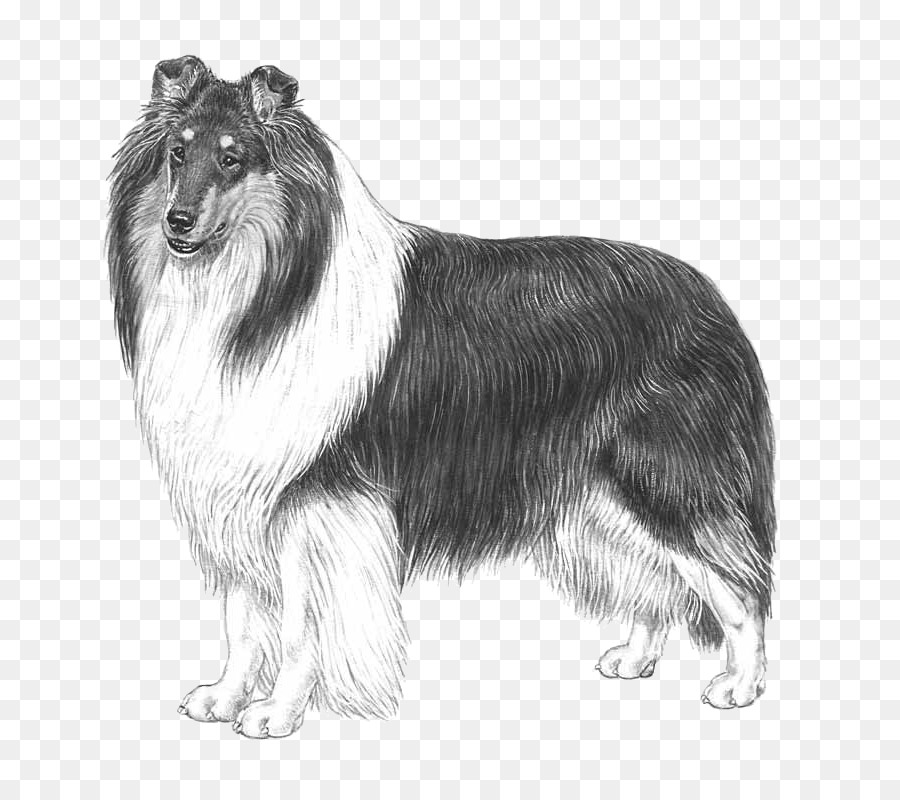 Rough Collie，Scotch Collie PNG