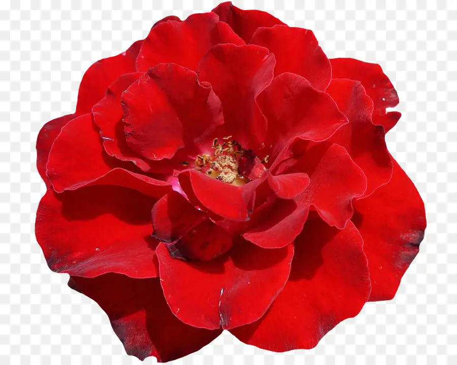 Rosa，Vermelho PNG