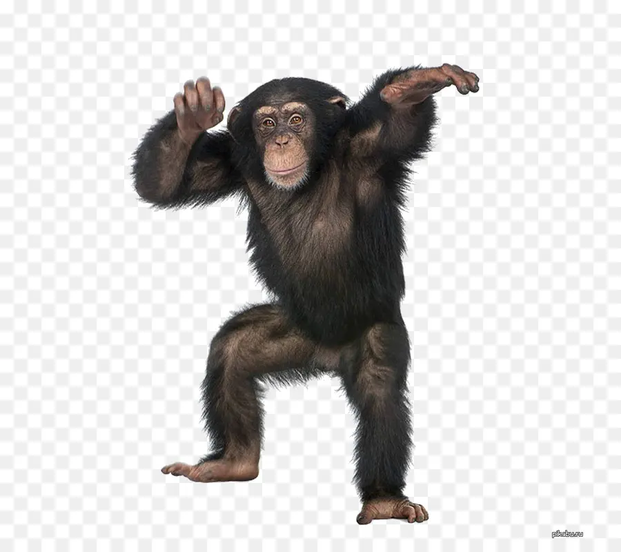 Ape，Gorila PNG