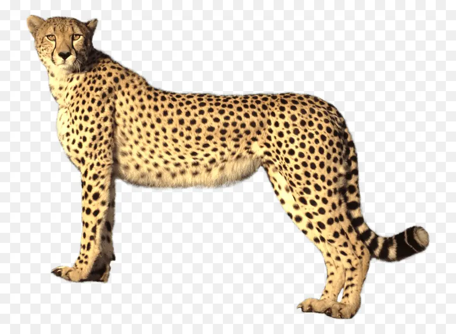 Cheetah，Papel De Parede Da área De Trabalho PNG