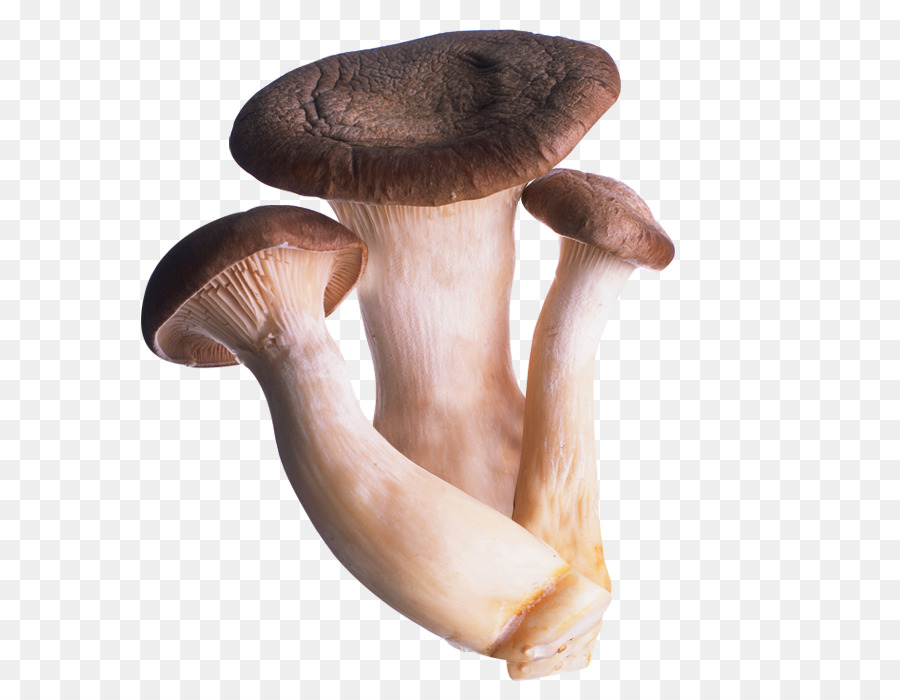 Cogumelos，Fungos PNG