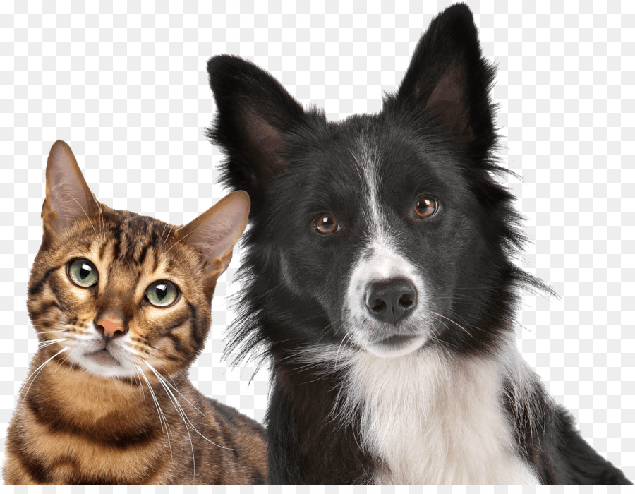 Gato E Cachorro，Animais De Estimação PNG