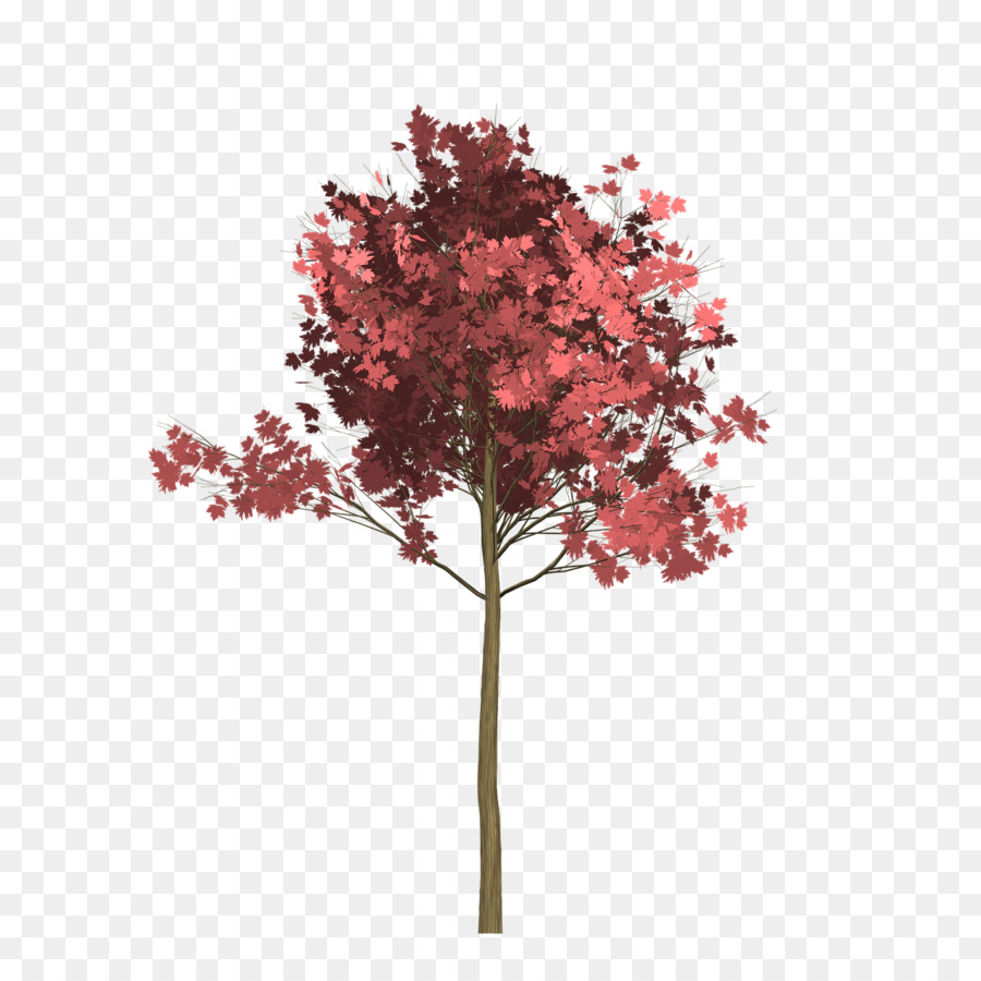 Red Maple，árvore PNG