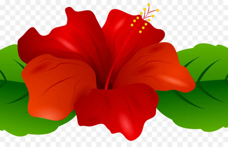 Flor Vermelha，Hibisco PNG