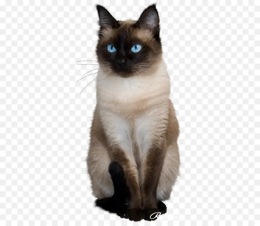 Gato，Animais PNG