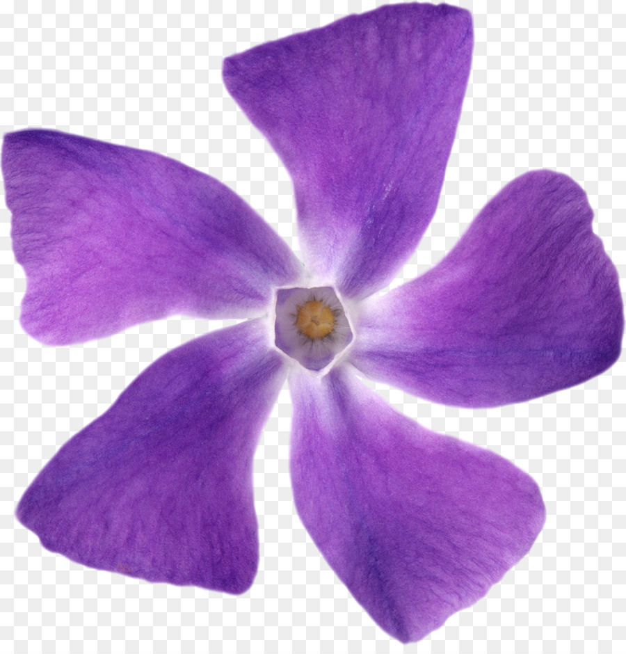 Violeta, Pétala, Flor png transparente grátis