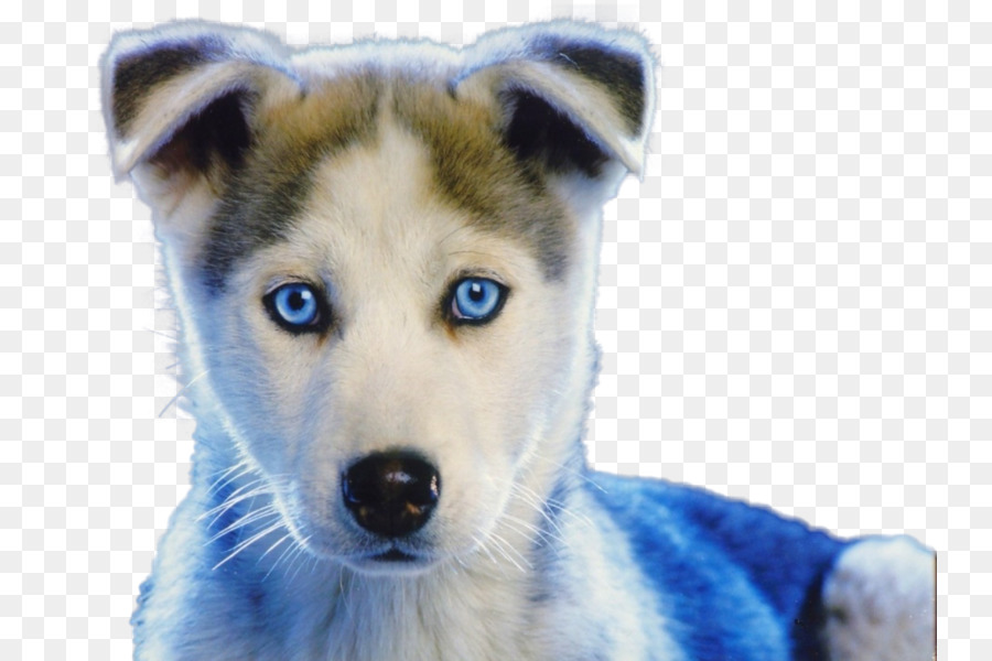 Husky Siberiano，Filhote De Cachorro PNG