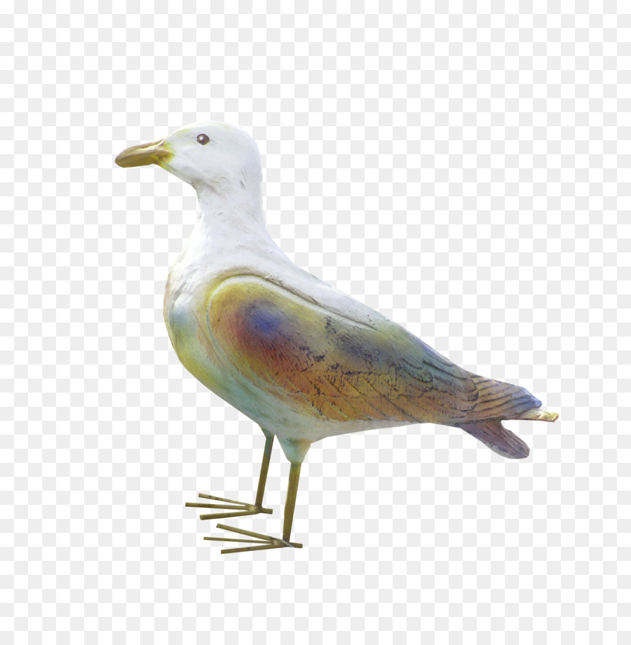 Gaivota，Pássaro PNG