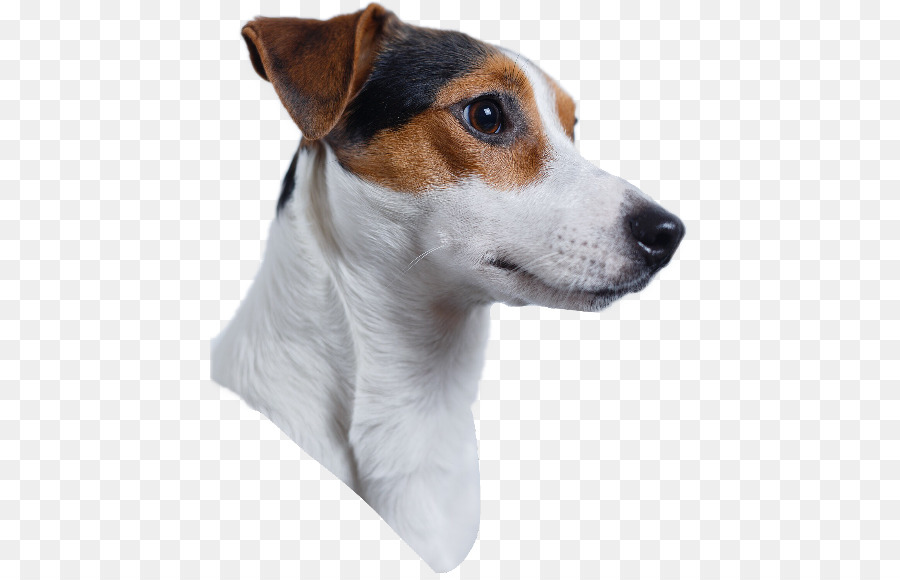 Jack Russell Terrier，Russell Terrier PNG