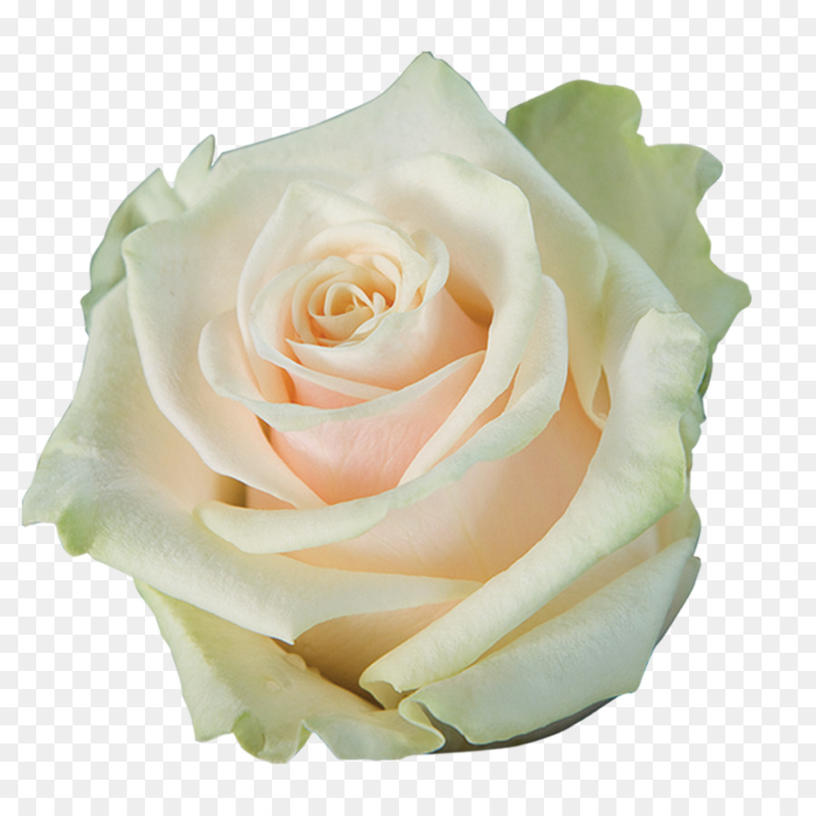 Rosa Pêssego，Florescer PNG