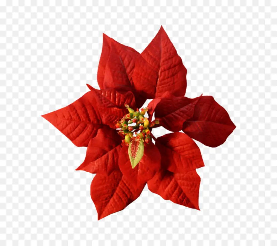 Christmas Day，Poinsettia PNG
