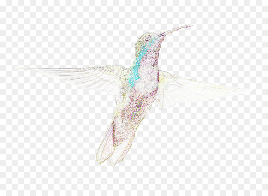 Colibri，Pássaro PNG