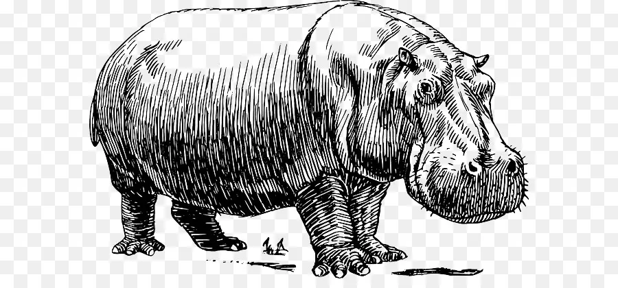 Hipopótamo，Desenho PNG
