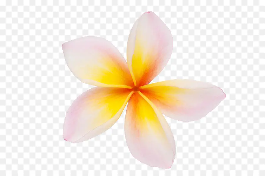 Flores，Florescer PNG