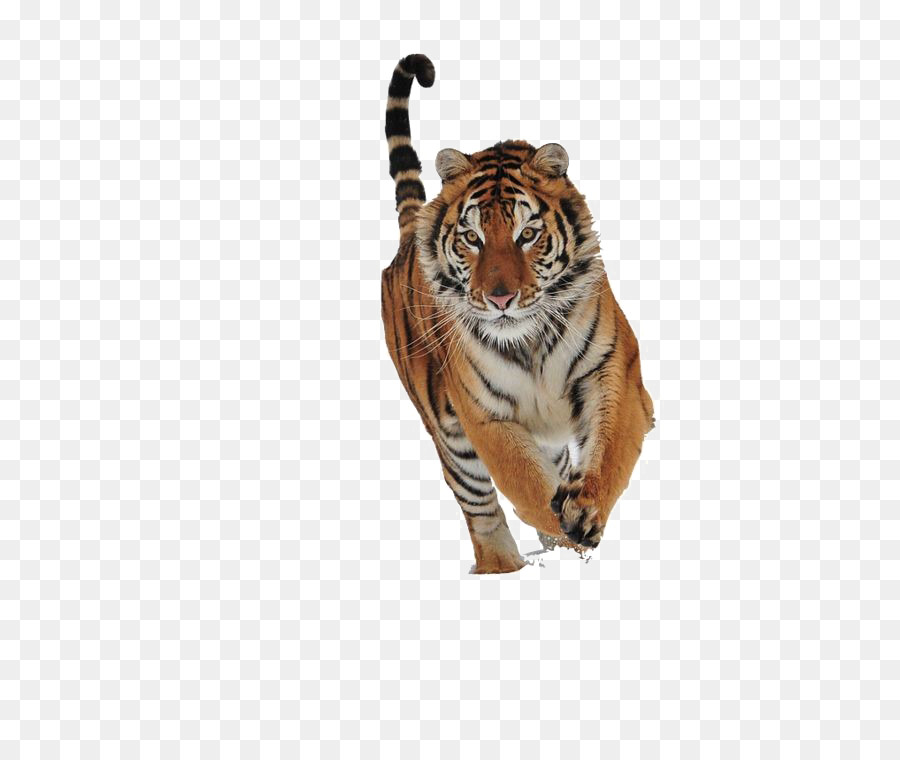 Gato，Siberian Tiger PNG