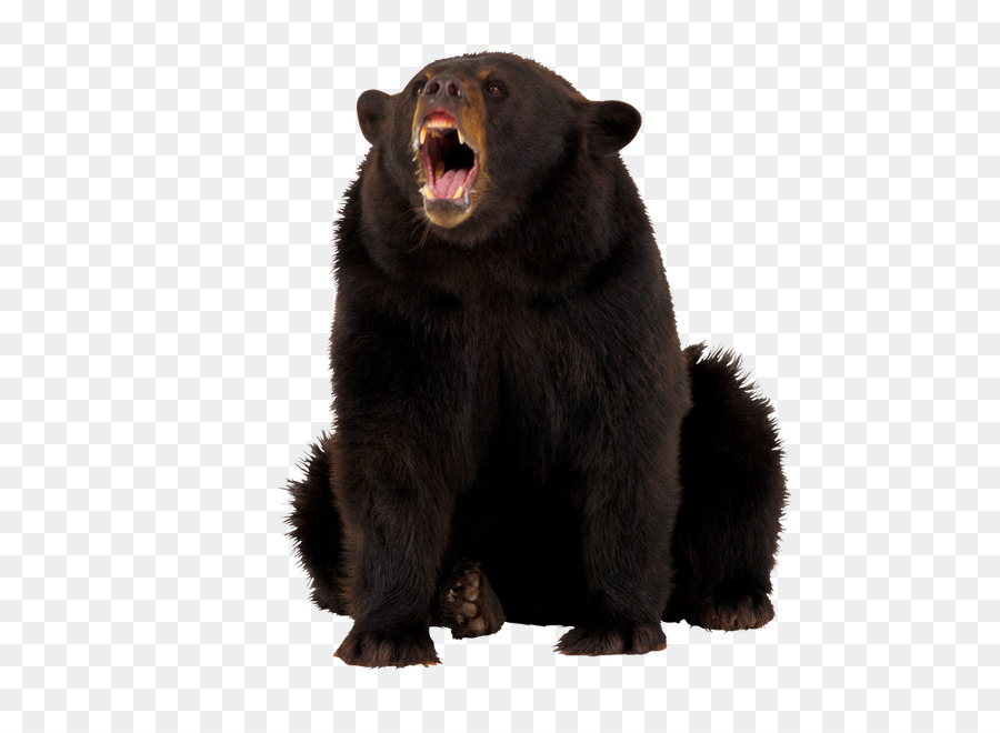 Urso Negro，Urso PNG