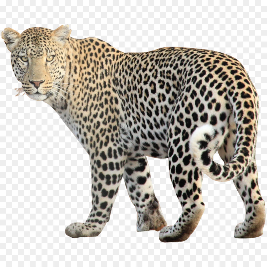 Felidae，Leopard PNG