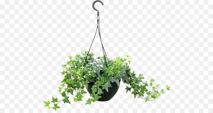 Comum Ivy，Planta De Casa PNG