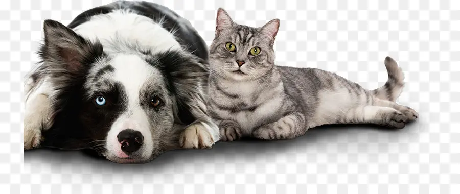 Cão E Gato，Animais De Estimação PNG