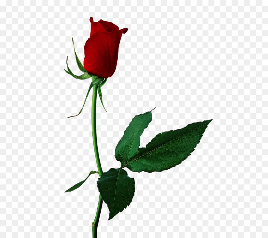 Rosa，Vermelho PNG